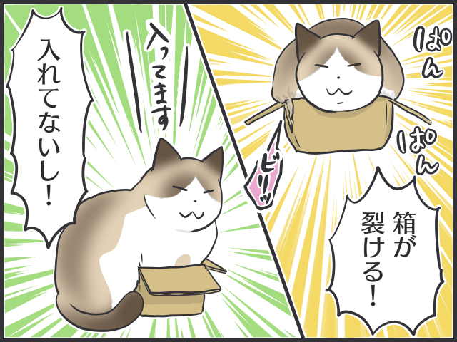ダンボールが好きすぎる！ギチギチでもとにかく入りたい猫あるある／フニャコ（1）
