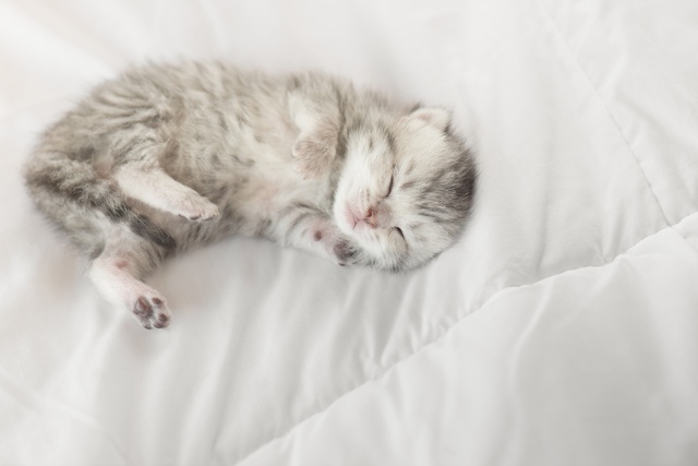 ペットは高齢者の生きがいになるけれど...安易に飼えない葛藤／キッチン夫婦（妻）（1）