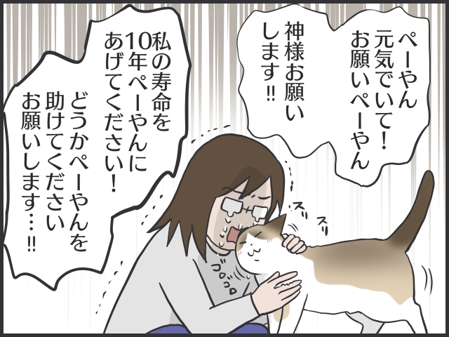 虹の橋を渡ったぺーやん。愛猫最期の闘病記／フニャコ（5）