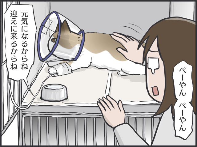 さよならぺーやん。せめて最期はおうちで一緒に...／フニャコ（2）