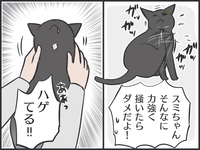 生後2カ月の「暴れん坊」猫が家にやってきて...8歳の「のんびり」先住猫にハゲが!?／フニャコ（3）