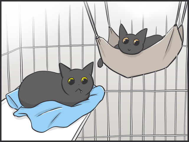 生後2カ月の「暴れん坊」猫が家にやってきて...8歳の「のんびり」先住猫にハゲが!?／フニャコ（6）