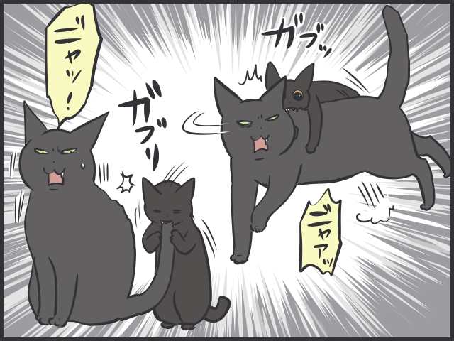 「先住猫ファースト」で新入りの子猫を怒ってばかりいたけど...２匹のバランスが難しい／フニャコ（2）