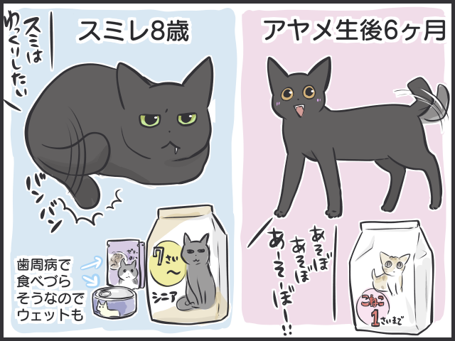隣のキャットフードはおいしく見える!? シニア猫と子猫の「食事問題」／フニャコ（2）