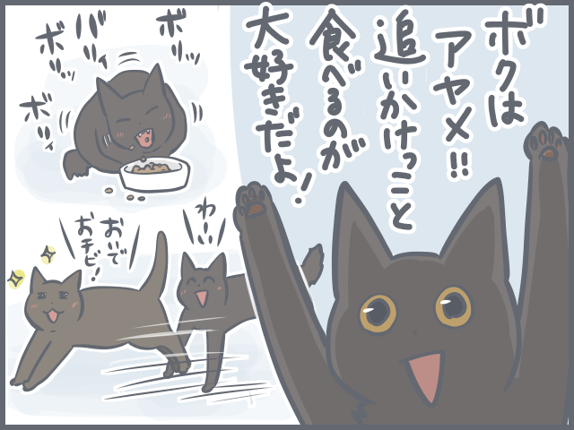 「おっとりシニア猫」と「ヤンチャ子猫」の共同生活。猫それぞれの目線で考えてみた♪／フニャコ（2）