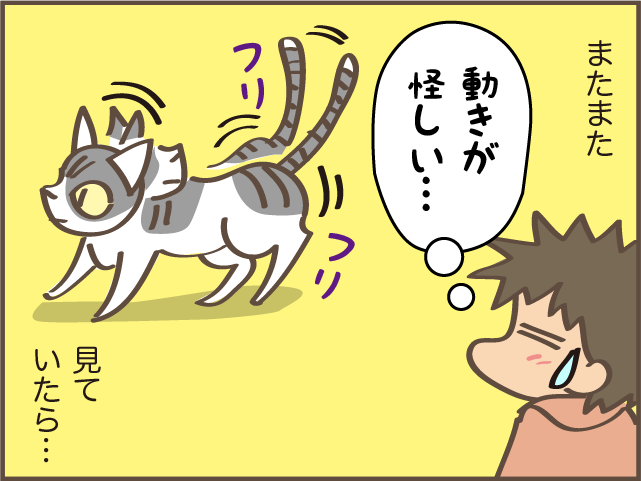 ギャー！また踏んじゃったじゃない!! 我が家の猫のコロコロの「落とし物」／しまえもん（7）