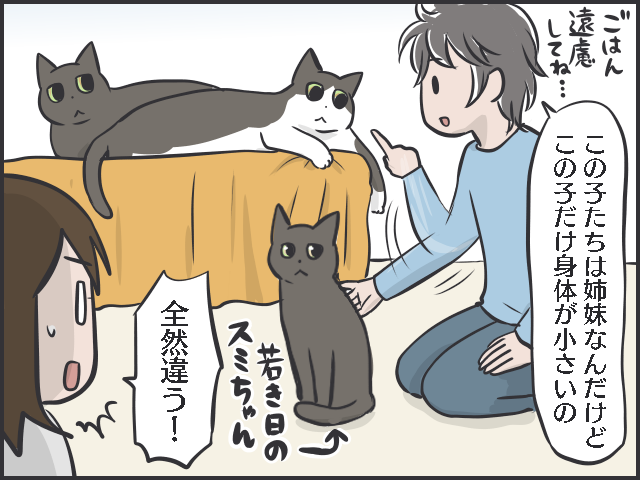 天真爛漫な子猫に比べ、不器用で控えめな「先輩猫」。「たまに甘える姿」がいじらしい...／フニャコ（3）