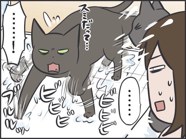 天真爛漫な子猫に比べ、不器用で控えめな「先輩猫」。「たまに甘える姿」がいじらしい...／フニャコ（6）