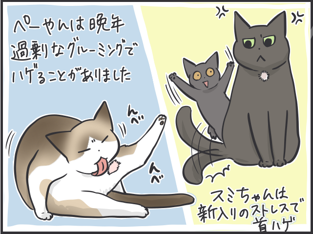災害が起きたとき猫との避難はどうなる？ 猫と防災について考えた／フニャコ（2）