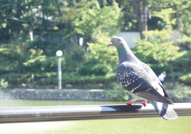 「母さんが◯◯って言ってたよ」二世帯住宅では実子の"伝書鳩"にご用心！／斗比主閲子（2）