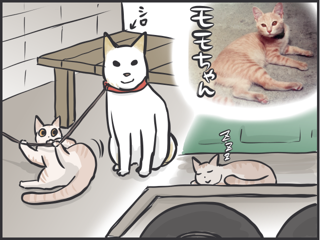 血を流して帰ってきた猫の姿が忘れられない...あの時、完全室内飼いにしていれば／フニャコ（3）