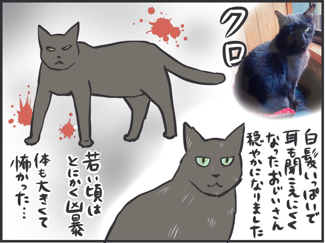 血を流して帰ってきた猫の姿が忘れられない...あの時、完全室内飼いにしていれば／フニャコ（5）