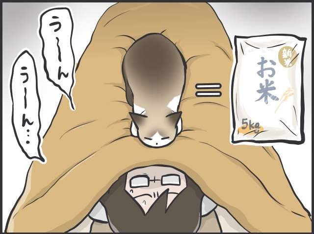 怖くないよ〜布団においで！ いつもはベタベタ甘えなくても冬に嬉しい猫のぬくもり／フニャコ（2）