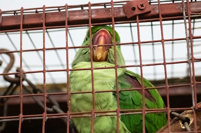 え？ 20年以上飼ってきたペットの亡骸を...？ 舅の闇を感じたエピソード／かづ（2）