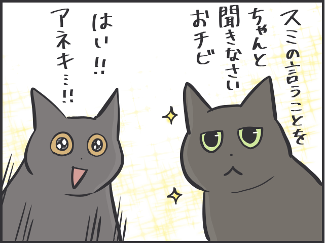 先輩猫の影響力たるや！ 日に日に行動が似てくる2匹の猫たち／フニャコ（2）
