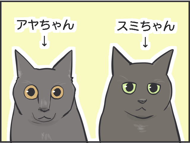 先輩猫の影響力たるや！ 日に日に行動が似てくる2匹の猫たち／フニャコ（5）
