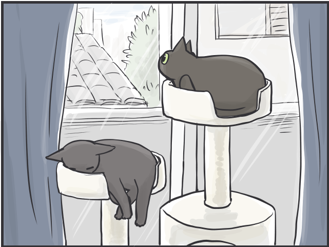 先輩猫の影響力たるや！ 日に日に行動が似てくる2匹の猫たち／フニャコ（7）