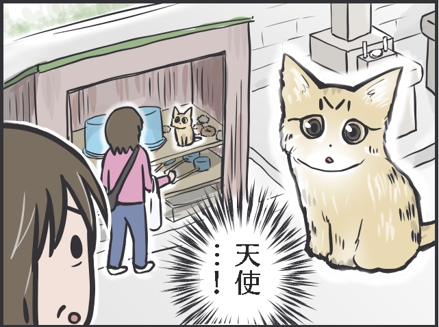 21年生きた老猫のクロ。もう猫は飼わないと決めていた母なのに...。出会いはある日突然に／フニャコ（2）