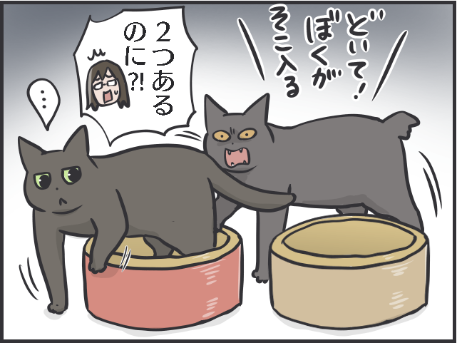 「どいて！そこはぼくの場所！」絶妙なバランスで成り立つ愛猫2匹の「複雑な上下関係」／フニャコ（4）