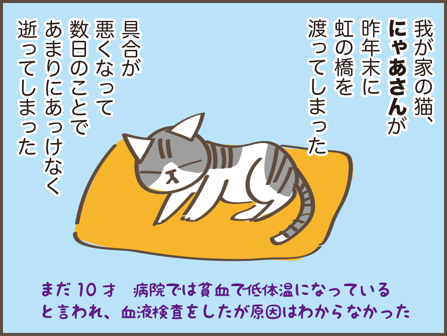 虹の橋を渡った愛猫・にゃあさん。生活の中で痛感する「にゃあさん、もういないんだ...」／しまえもん（2）
