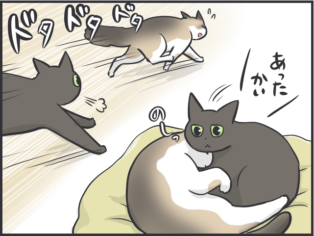 ツンデレ愛猫が愛おしい！「つれない態度」が多いけれど、その分甘えられた時の幸せたるや...／フニャコ（3）