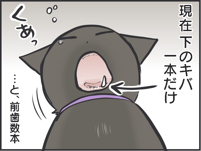 ツンデレ愛猫が愛おしい！「つれない態度」が多いけれど、その分甘えられた時の幸せたるや...／フニャコ（5）