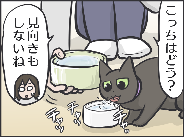 「寝そべって水を飲んでいる！」三猫三様!? 猫たちの「水飲み事情」／フニャコ（2）