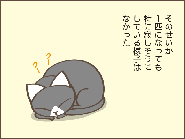 もしかして我慢させていた...？1匹になってしまった飼い猫の、私への態度の変化／しまえもん（4）