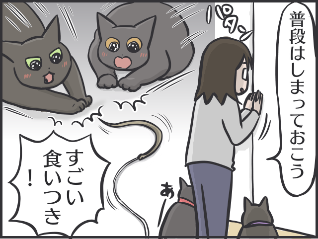 【2匹の黒猫とのくらし】「ああ、どうして」お気に入りだったおもちゃも「飽きる」猫たち／フニャコ（5）