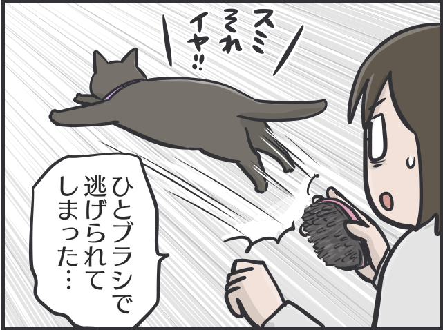 【2匹の黒猫とのくらし】ちょっと撫でただけで大量の抜け毛！ 換毛期はブラッシングも一苦労／フニャコ（7）
