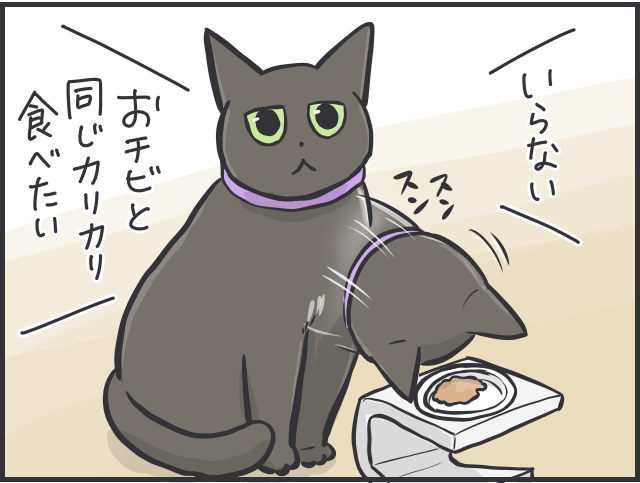 食いしん坊の愛猫が巨大化！ 多頭飼い猫の食事量コントロールって難しい／フニャコ（6）