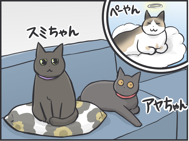 愛猫たちは仲良し同士でないけれど...「絶妙な距離」を保つ2匹の関係性が尊い／フニャコ（2）