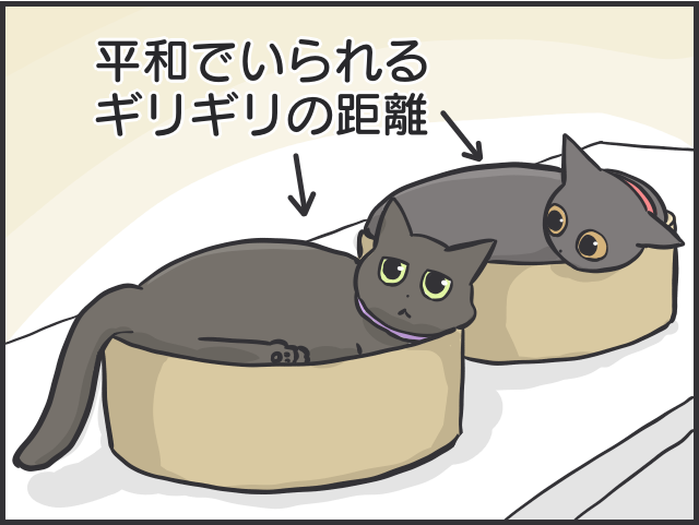 愛猫たちは仲良し同士でないけれど...「絶妙な距離」を保つ2匹の関係性が尊い／フニャコ（4）