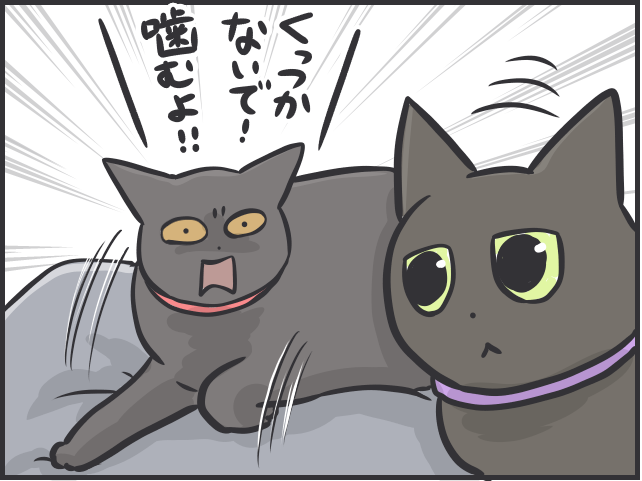 愛猫たちは仲良し同士でないけれど...「絶妙な距離」を保つ2匹の関係性が尊い／フニャコ（5）