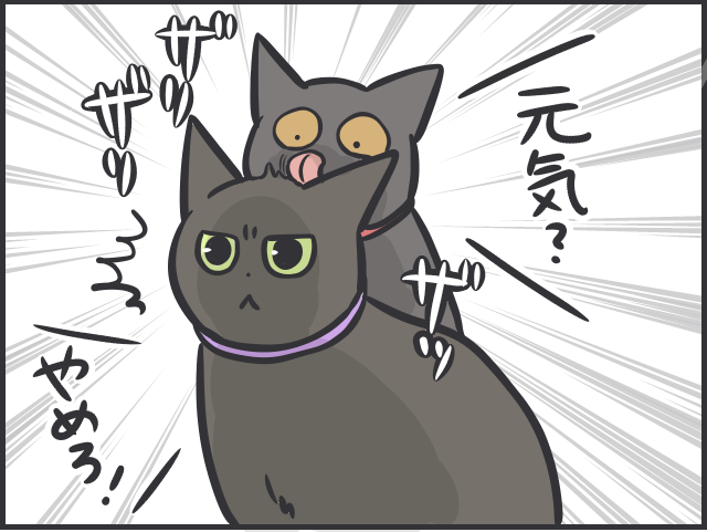 愛猫たちは仲良し同士でないけれど...「絶妙な距離」を保つ2匹の関係性が尊い／フニャコ（6）