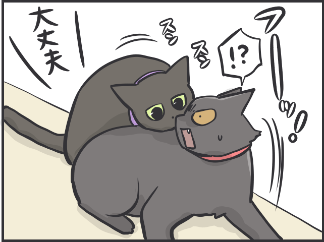 愛猫たちは仲良し同士でないけれど...「絶妙な距離」を保つ2匹の関係性が尊い／フニャコ（7）