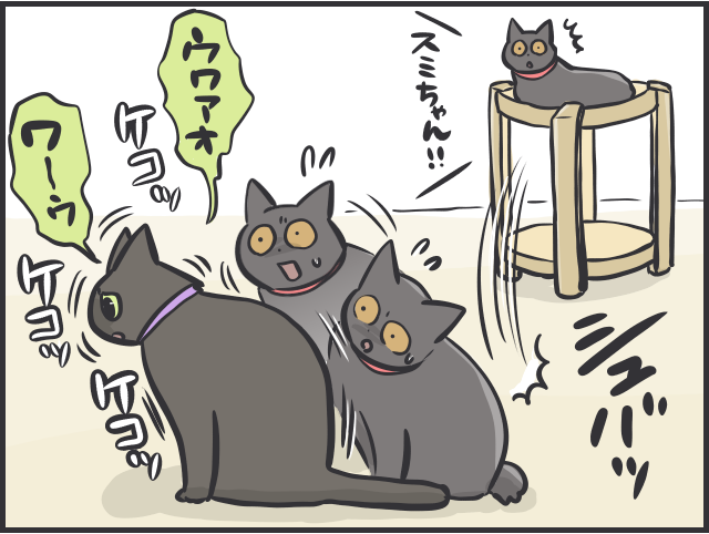 愛猫たちは仲良し同士でないけれど...「絶妙な距離」を保つ2匹の関係性が尊い／フニャコ（8）