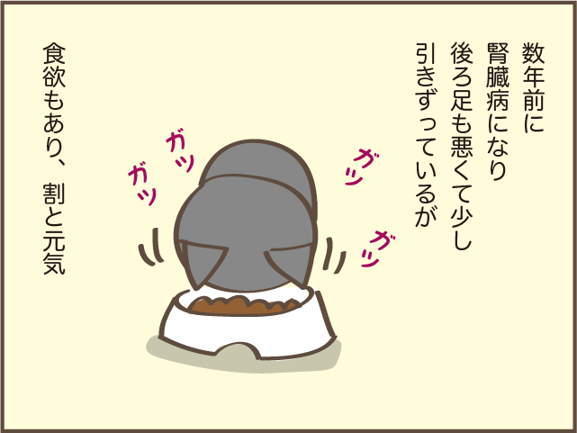 急に食欲のなくなった高齢猫...ご飯をあげるときに助かった身近なもの／しまえもん（3）
