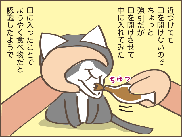 急に食欲のなくなった高齢猫...ご飯をあげるときに助かった身近なもの／しまえもん（10）