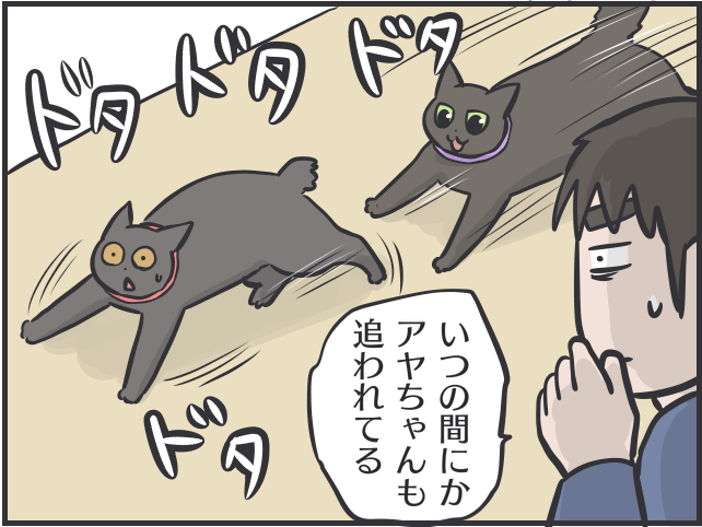 【猫あるある】「大」をしたあと突然のハイテンション！部屋中を駆け回る「トイレハイ」／フニャコ（9）