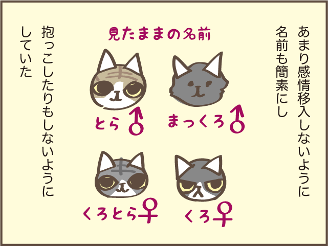 虹の橋を渡った愛猫・くろさん。甘え下手で高圧的な性格だったけど...／しまえもん（4）