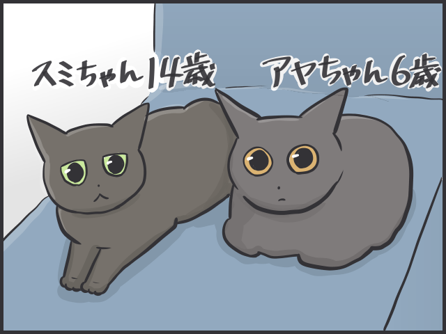 黒猫はみんな同じ顔!? 一緒に住む家族だからこそわかる「うちの子の見分け方」／フニャコ（2）