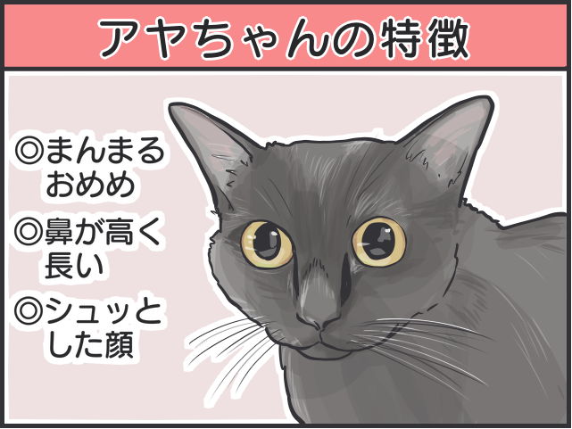 黒猫はみんな同じ顔!? 一緒に住む家族だからこそわかる「うちの子の見分け方」／フニャコ（4）