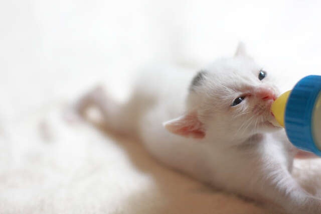 突然子猫が我が家に！だけど、53歳の私が新しくペットを迎えていいものか...／キッチン夫婦（2）