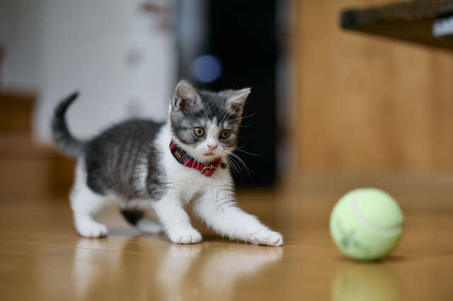 生後1カ月の赤ちゃん猫に毎日のミルクやり。緊張の日々が家族にもたらしたものは...／キッチン夫婦（1）