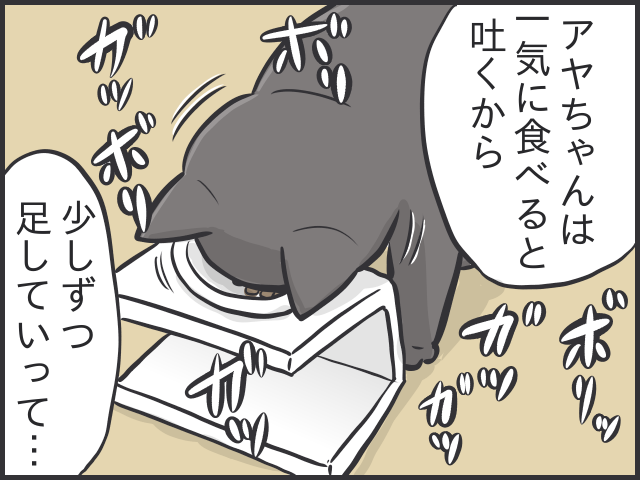 「愛猫が喜ぶ動画は...」「追いかけっこ終了の合図は...」細かすぎる愛猫のルーティン／フニャコ（3）