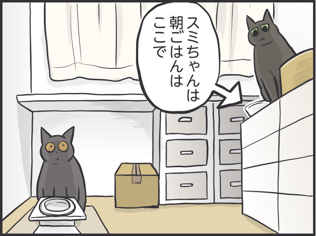 「愛猫が喜ぶ動画は...」「追いかけっこ終了の合図は...」細かすぎる愛猫のルーティン／フニャコ（4）