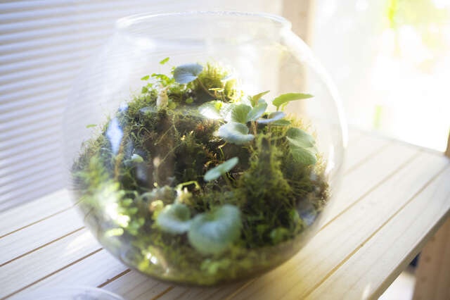 庭の苔を使って作る「苔テラリウム」。夫婦共通の"長く付き合える趣味"になりそう／キッチン夫婦（1）