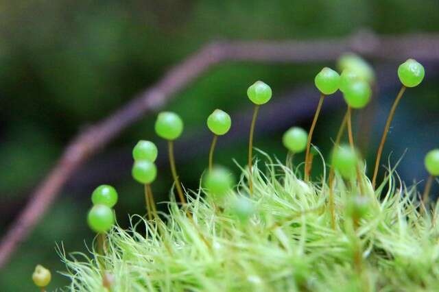テラリウムクリエーターの資格を取得！「苔」に興味を持ってから自宅の庭が宝の山に...／キッチン夫婦（2）