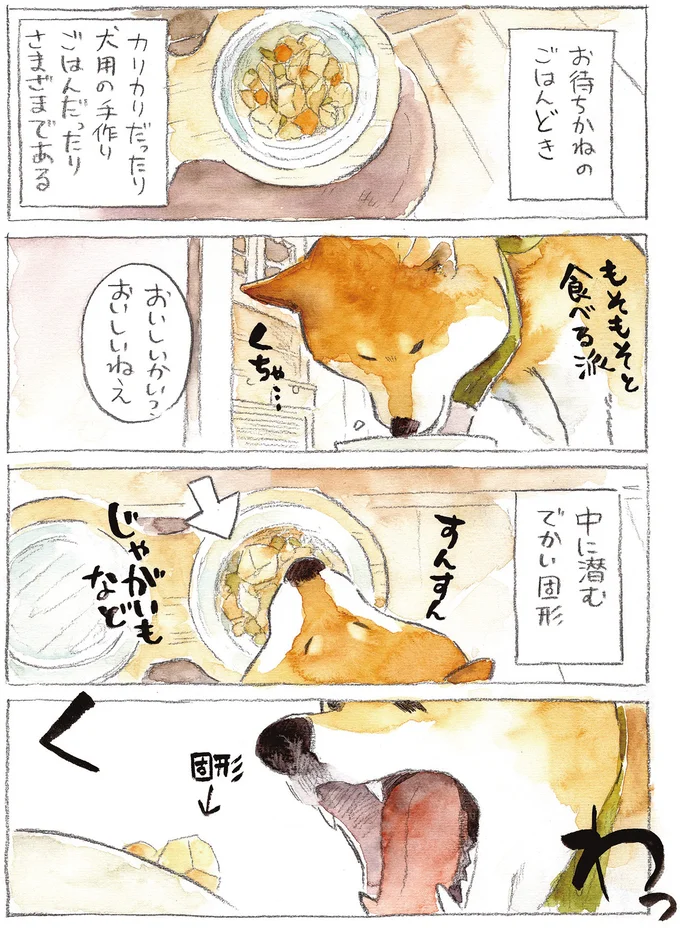 『柴犬ぽんちゃん、今日もわが道を行く2』（6）